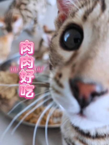 豹猫不可以吃什么缩略图