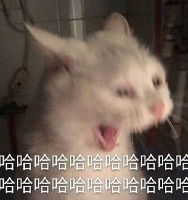哈哈哈哈哈哈哈表情包缩略图