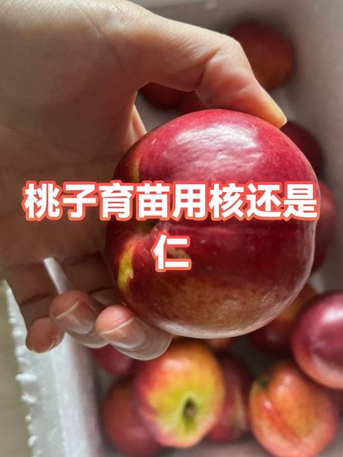我的妹妹做实验桃子移植攻略缩略图