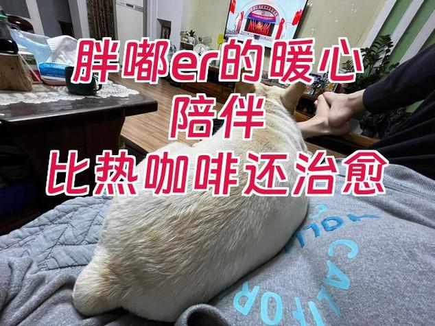 女生说胖了暖心回复图标
