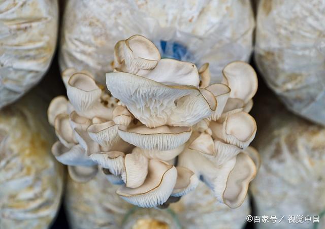 蘑蘑菇什么性格好缩略图