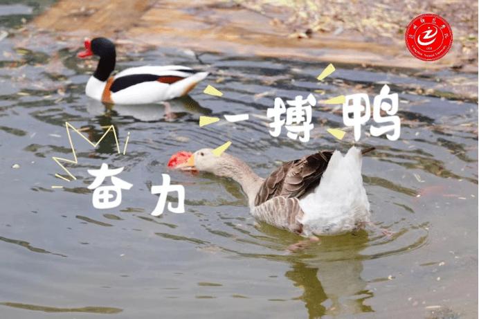 助力鸭图标