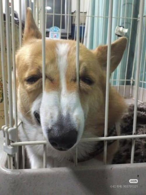 莫名其妙收到蓝牙音响图标