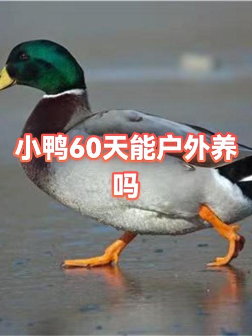 养小鸭怎么养才能养好图标