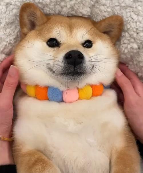 任你摆布前一句