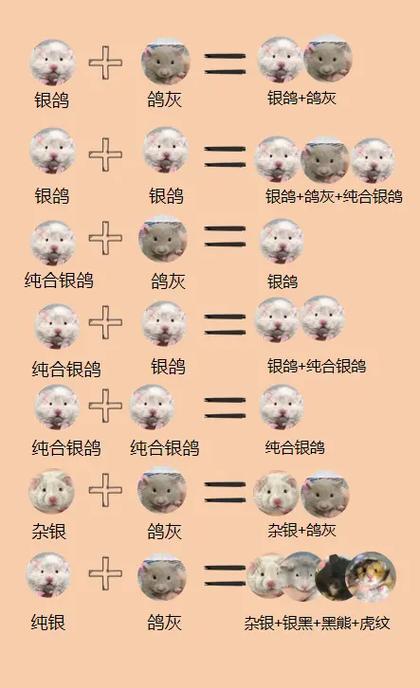 熊类仓鼠配对表缩略图