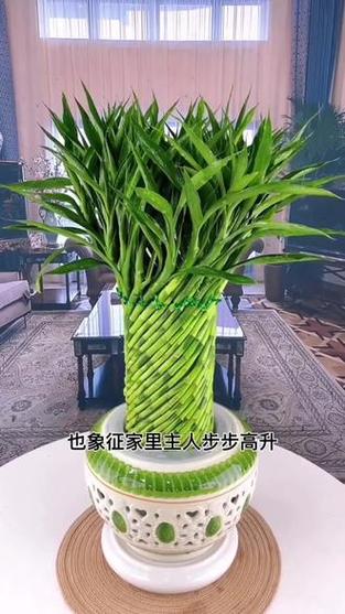 发财竹一般养几根最旺财缩略图