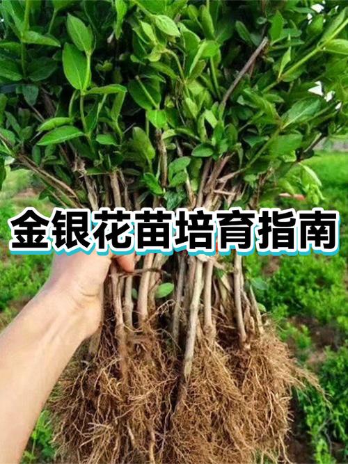 金银花苗多少钱一棵缩略图