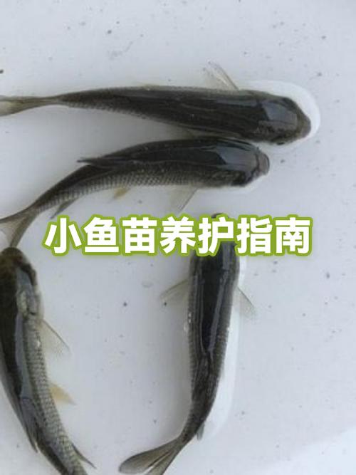 小鱼怎么养