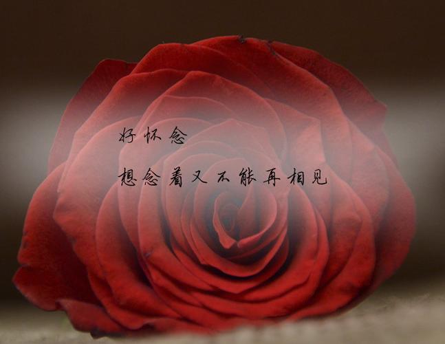 心心念念的唯美句子缩略图