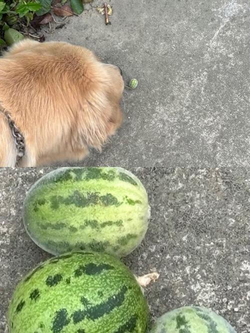 炒芝麻大西瓜什么意思