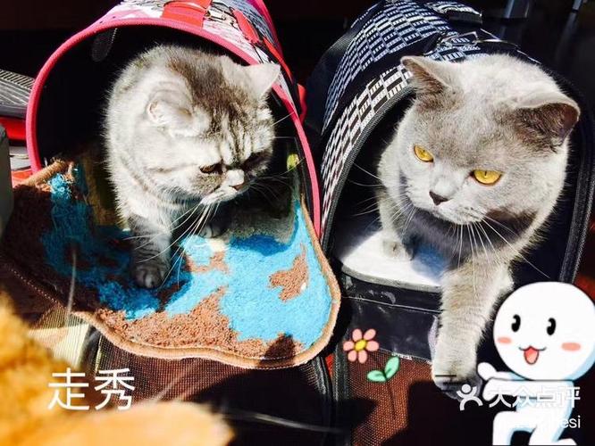 喵呜Meowoo猫舍