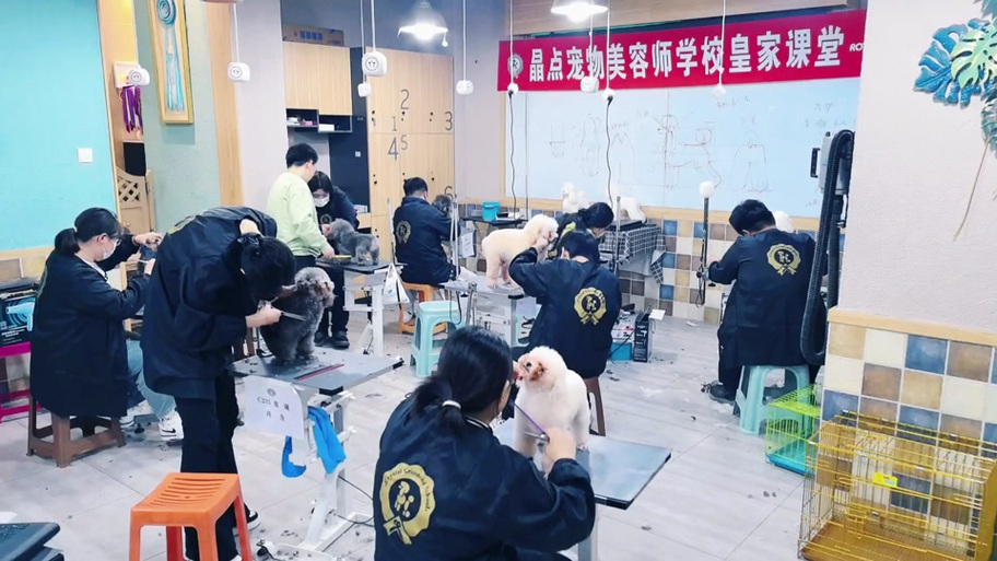 宠物美容师去哪里学图标