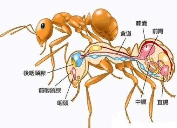 蚂蚁省是真的吗缩略图