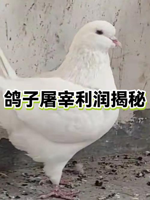 鸽子的利润与成本