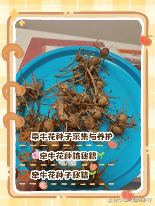 p2p种子搜索器为什么用不了
