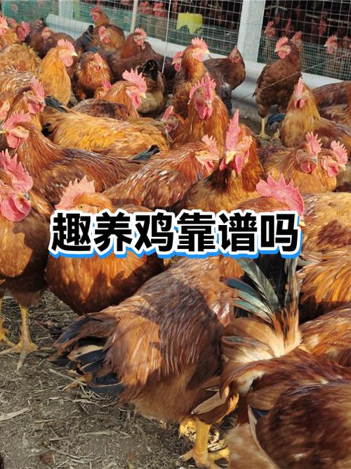 趣养鸡app缩略图