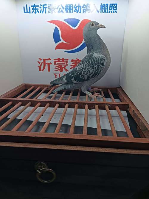 中国信鸽公棚各地公棚图标