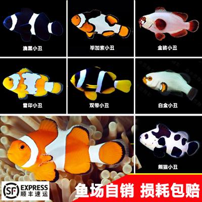 小丑鱼品种及价格缩略图