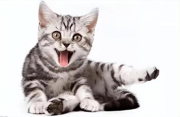 新来的小猫一直喵呜喵呜叫缩略图