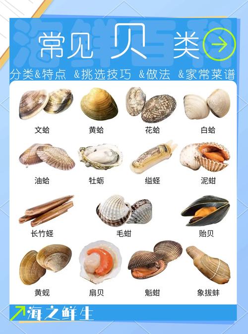 海贝属于什么档次缩略图