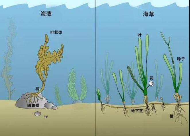 海草和海藻的图片缩略图
