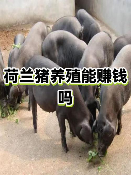 养殖荷兰猪挣钱吗游戏截图
