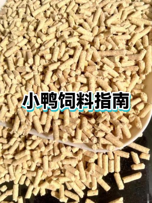 小鸭什么时候喂开口料