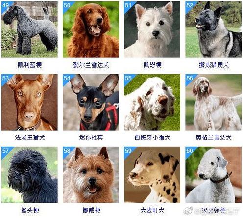 宠物狗的品种图片大全缩略图