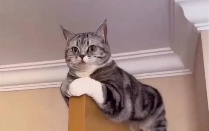 猫咪几个月才不调皮