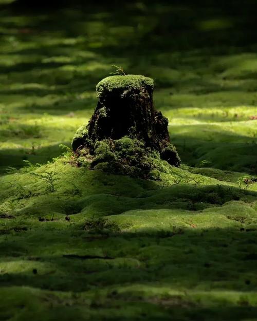 苔by飞蛾ru书包网