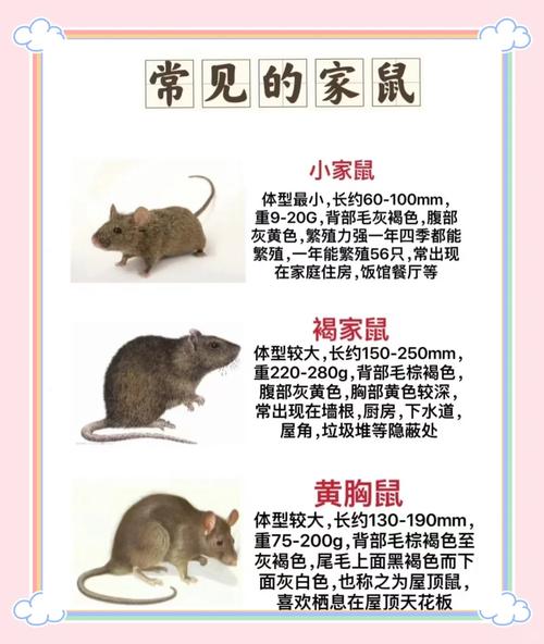 田鼠养殖视频致富经图标