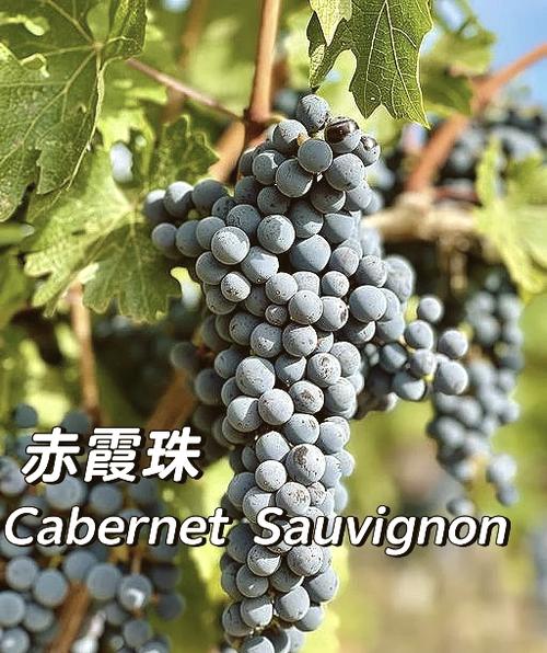 弗利欧红酒什么档次缩略图