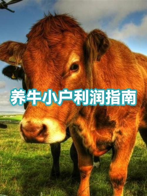 养牛50只一年赚多少钱缩略图
