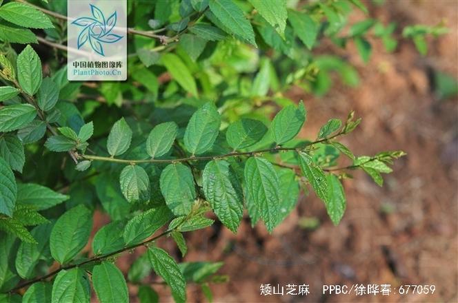 矮山芝麻缩略图
