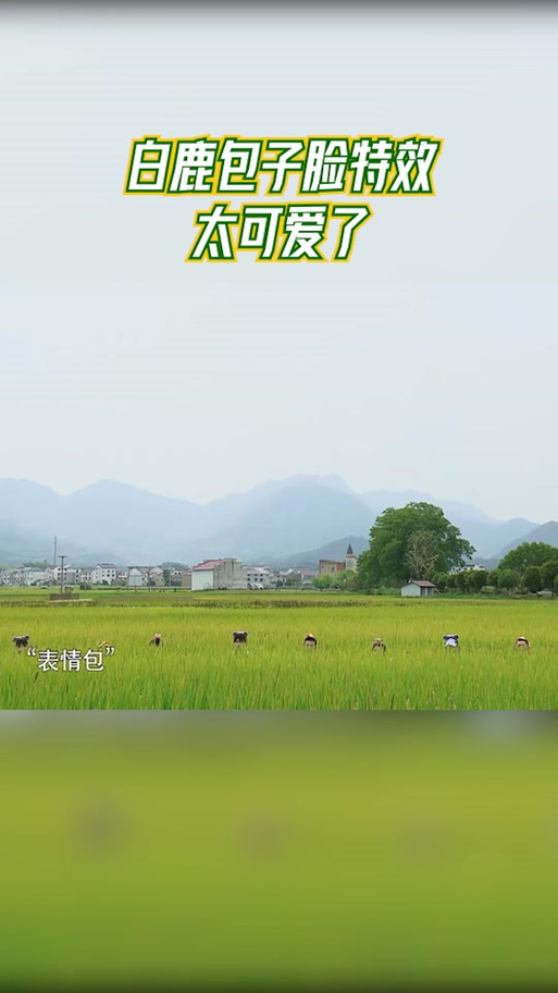 抖音包子脸特效缩略图