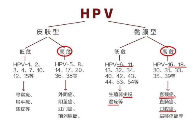 一夫一妻怎么会感染hpv6