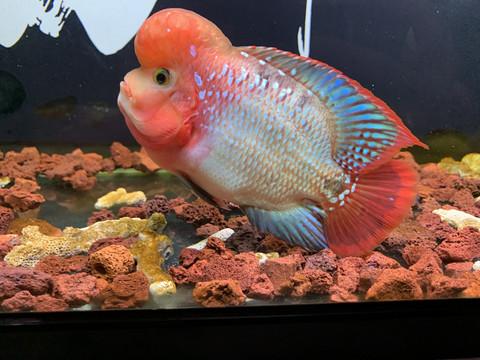 养罗汉鱼用什么背景比较好