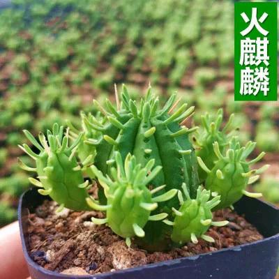 仙人掌网图标