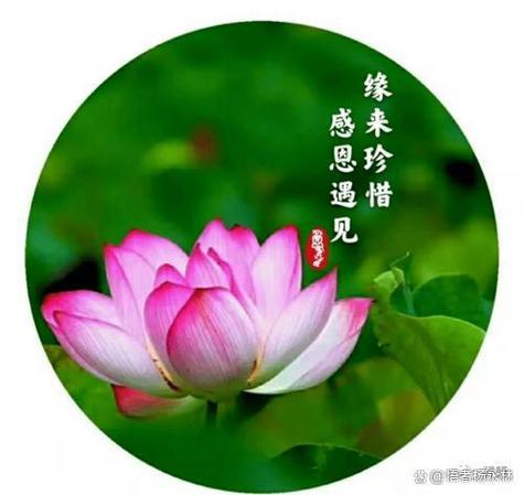随缘惜缘缩略图