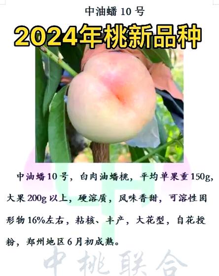 排名第一蟠桃品种游戏截图
