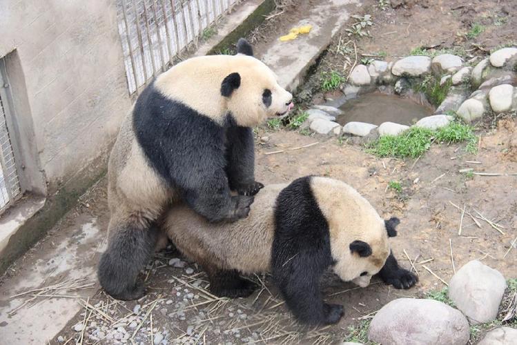 熊猫配种全过程图标