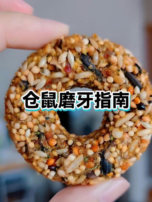 仓鼠怎么养新手入门
