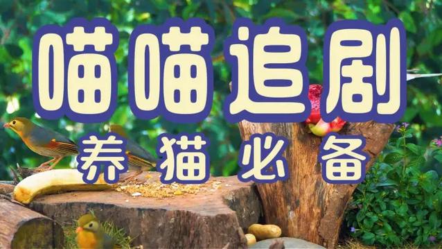 喵喵追剧缩略图