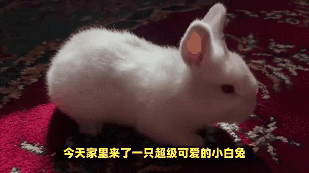 小白兔邀请码