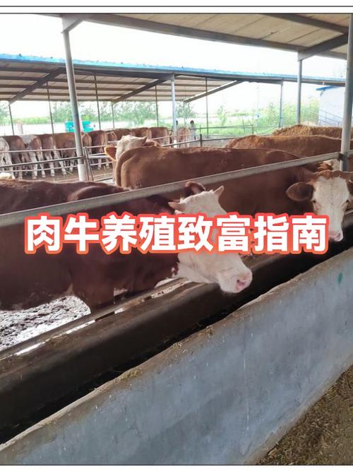 怎么养牛才能挣到钱缩略图