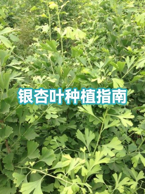 小学生银杏叶介绍图标