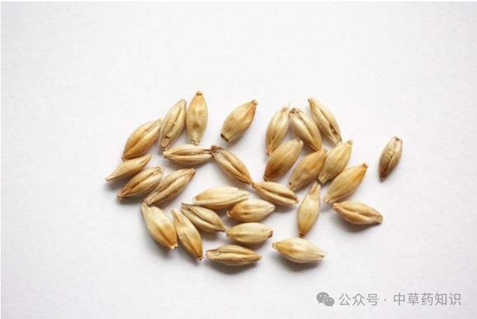 中药大麦的作用与功效图标