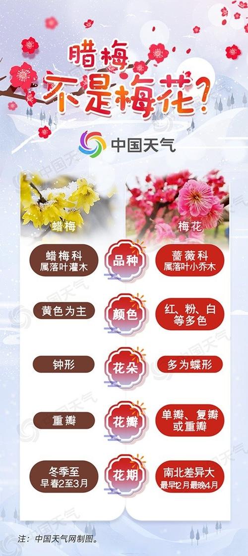 梅花与其他花的区别缩略图