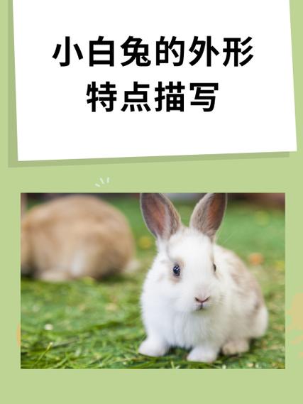 10元一只的小白兔